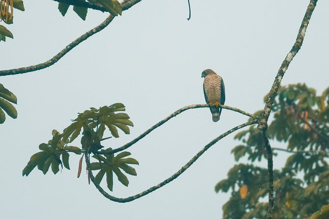 birdwatching-by-the-lake-arenal