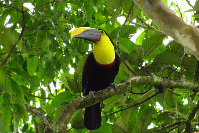 birdwatching-by-the-lake-arenal