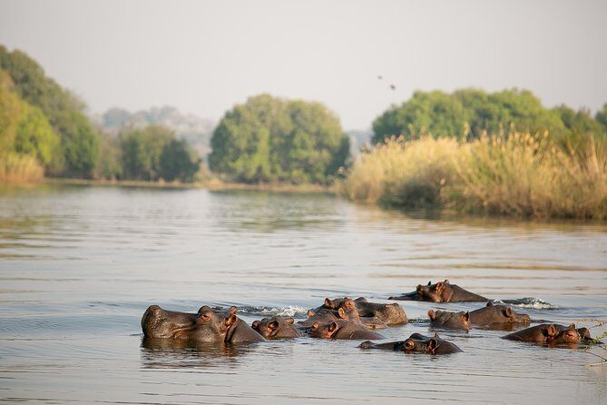 Birdwatching Cruise in Zambezi River with Breakfast - A Closer Look at the Birdwatching Experience