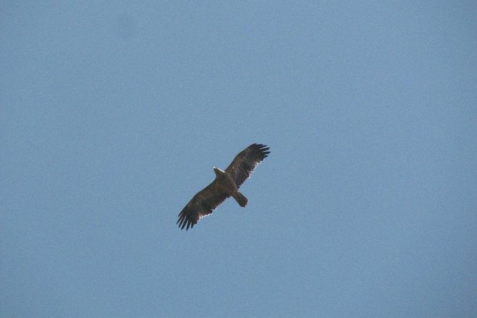 birdwatching-day-around-castro-verde