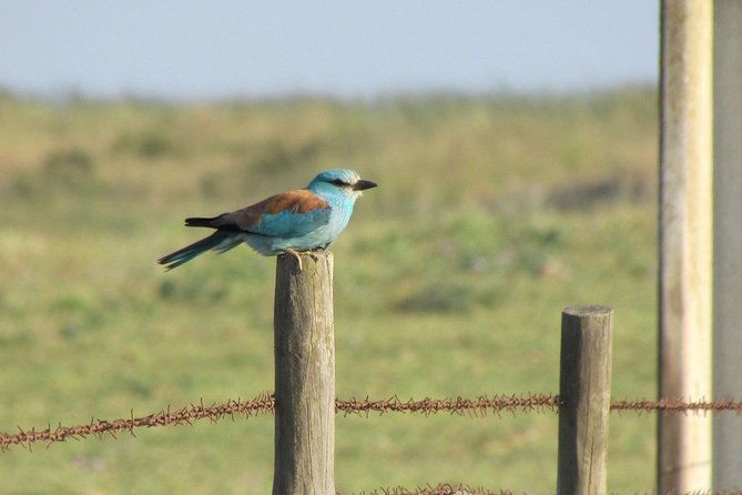 birdwatching-day-around-castro-verde