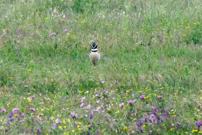 birdwatching-day-around-sagres