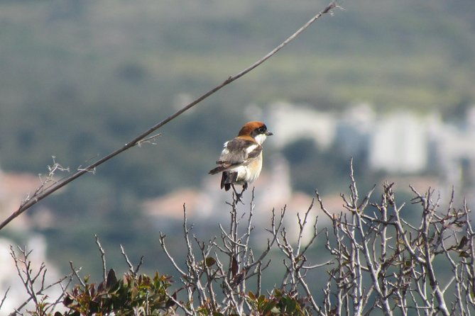 birdwatching-day-around-sagres