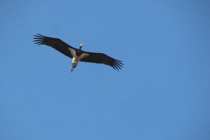birdwatching-day-around-sagres
