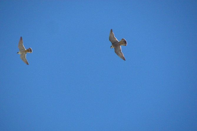 birdwatching-day-around-sagres