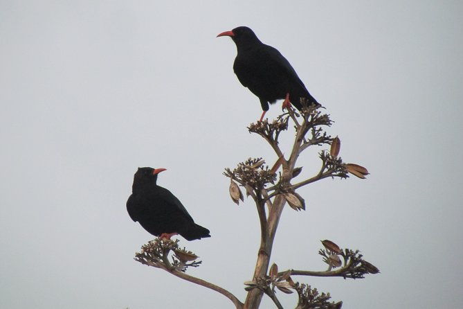birdwatching-day-around-sagres