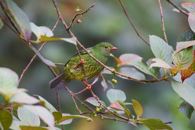 birdwatching-day-at-chicaque-cloud-forest