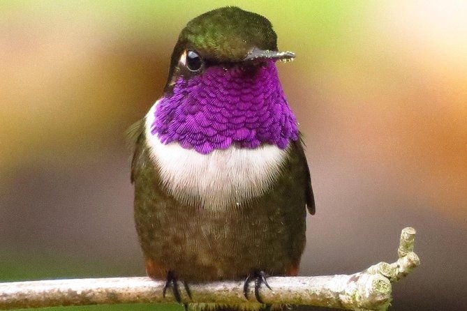 birdwatching-day-in-chingaza-and-hummingbird-observatory