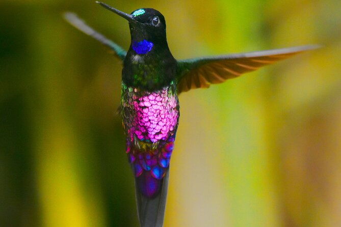 birdwatching-day-in-chingaza-and-hummingbird-observatory