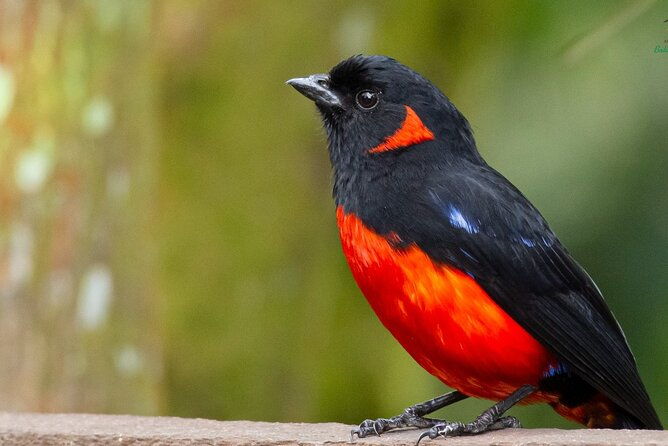 birdwatching-day-in-chingaza-and-hummingbird-observatory