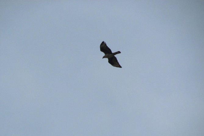 birdwatching-day-in-the-monchique-hills