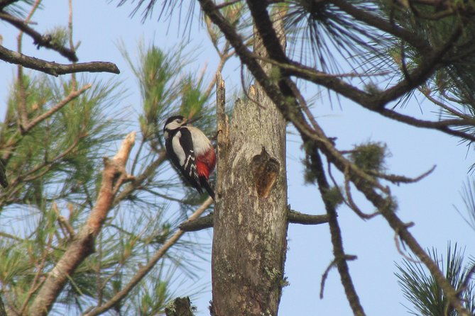 birdwatching-day-in-the-monchique-hills