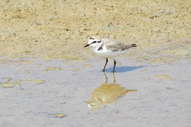 birdwatching-day-in-the-ria-formosa-natural-park