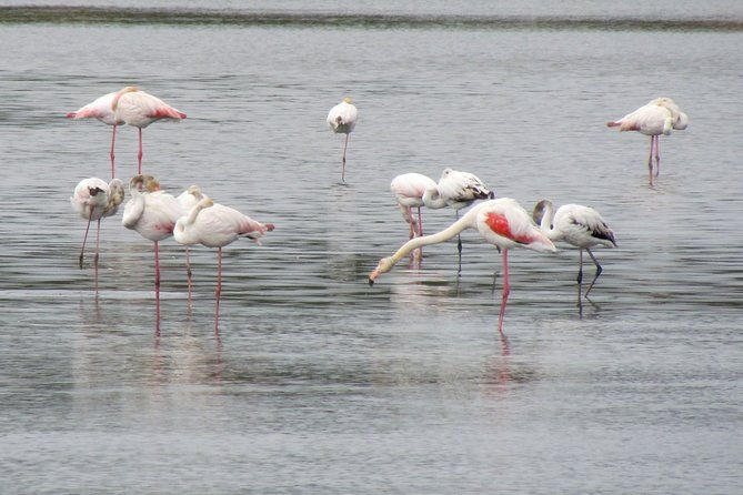 birdwatching-day-in-the-ria-formosa-natural-park