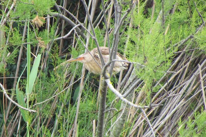 birdwatching-day-in-the-ria-formosa-natural-park