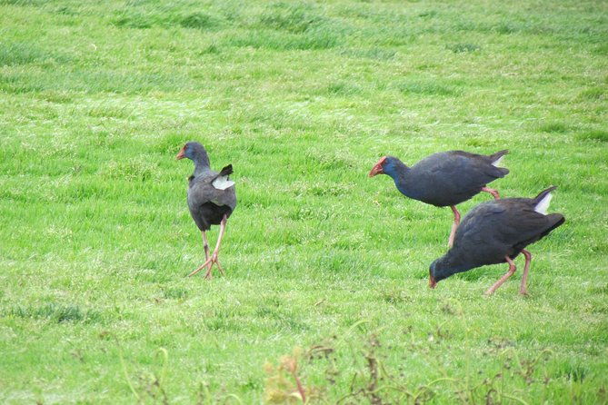 birdwatching-day-in-the-ria-formosa-natural-park