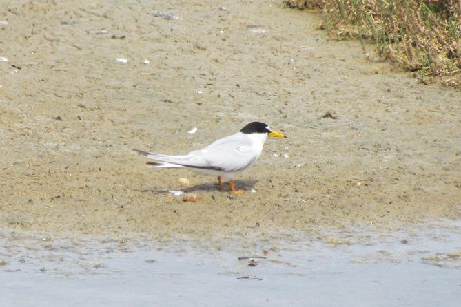 birdwatching-day-in-the-ria-formosa-natural-park
