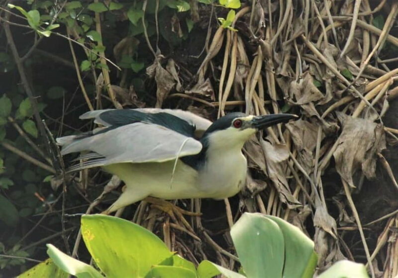 Birdwatching & Discovery Tour in Pearaing Biodiversity - Key Points