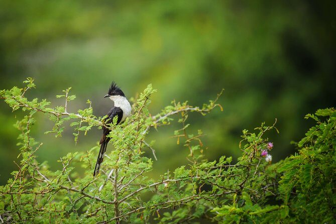 Birdwatching Forest Trek in Kitulgala from Colombo - FAQ