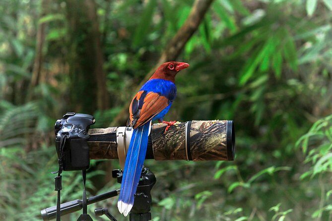 Birdwatching from Sinharaja Rainforest - Meta Description