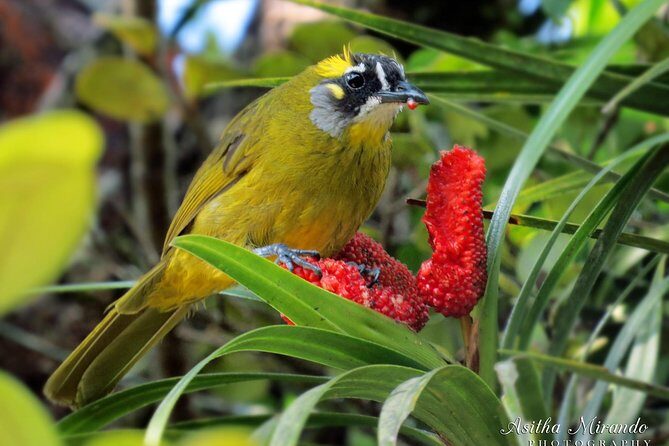 Birdwatching from Sinharaja Rainforest - Exploring the Sinharaja Rainforest Birdwatching Tour