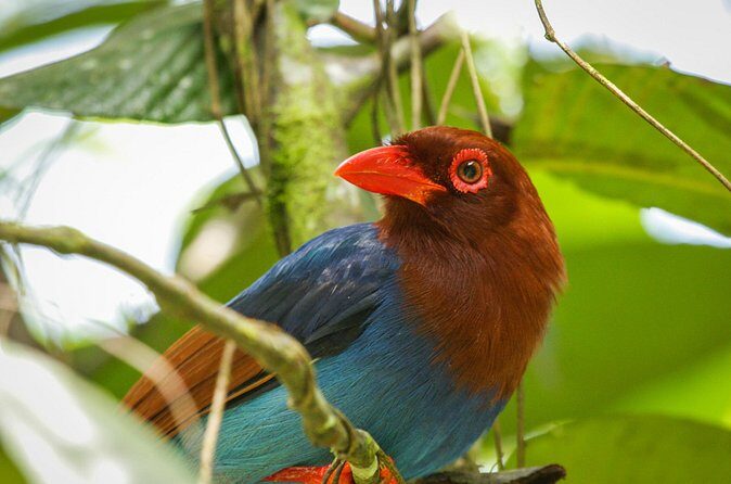 Birdwatching from Sinharaja Rainforest - FAQ