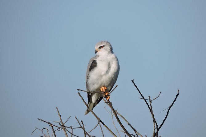 Birdwatching in Cape Town - Key Points