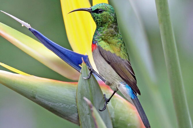 Birdwatching in Cape Town - Why value is key in this experience