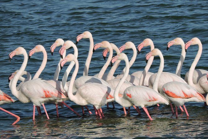 Birdwatching in Cape Town - Authentic insights from reviews
