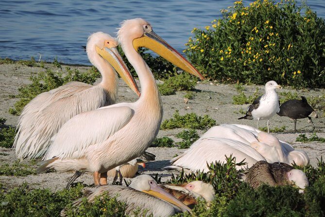 Birdwatching in Cape Town - Who should consider this tour?