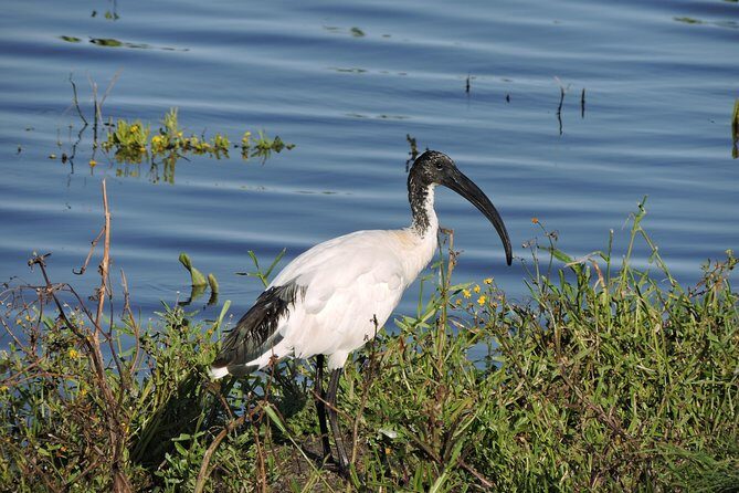 Birdwatching in Cape Town - Frequently Asked Questions