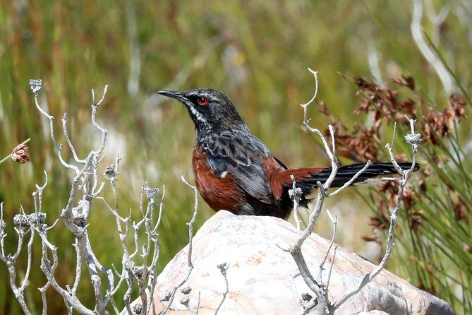 Birdwatching in Cape Town - Final thoughts