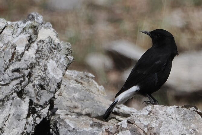 birdwatching-in-ronda-and-grazalema