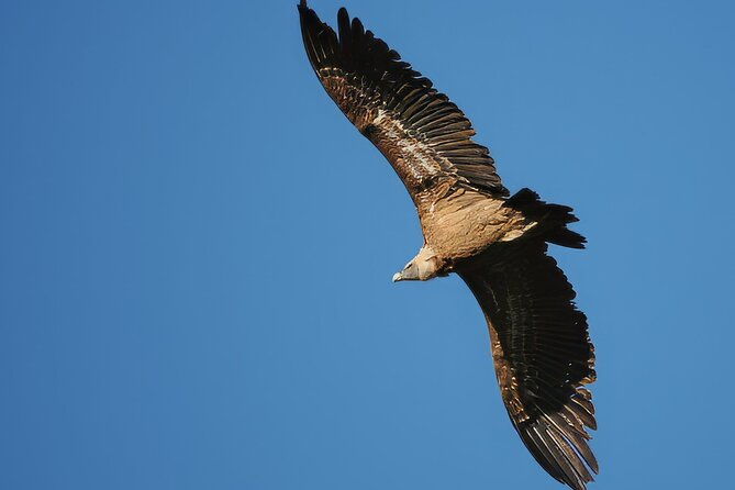 birdwatching-in-ronda-and-grazalema