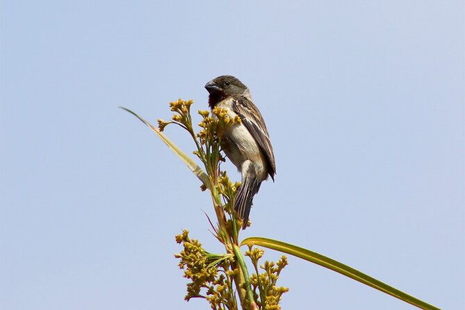 birdwatching-landscaping-tour-in-lima