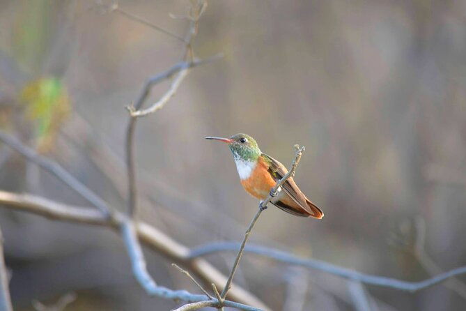 birdwatching-landscaping-tour-in-lima