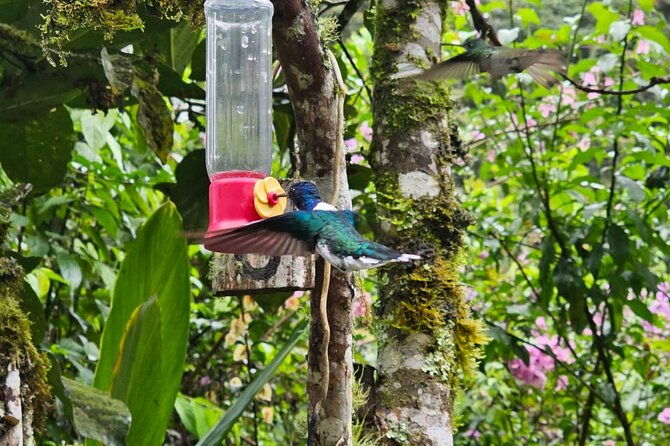 birdwatching-local-guide-in-mindo-cloud-forest-photography-tour