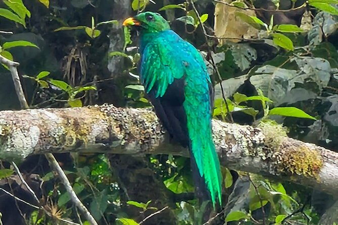 birdwatching-local-guide-in-mindo-cloud-forest-photography-tour