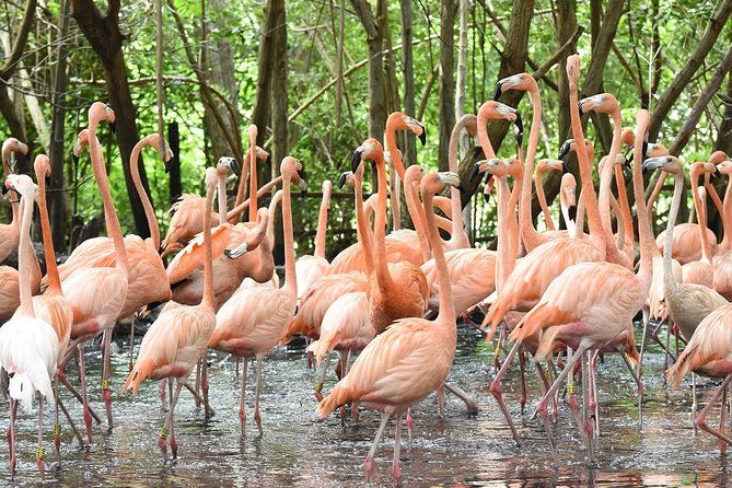 birdwatching-national-aviary-cartagena-de-indias