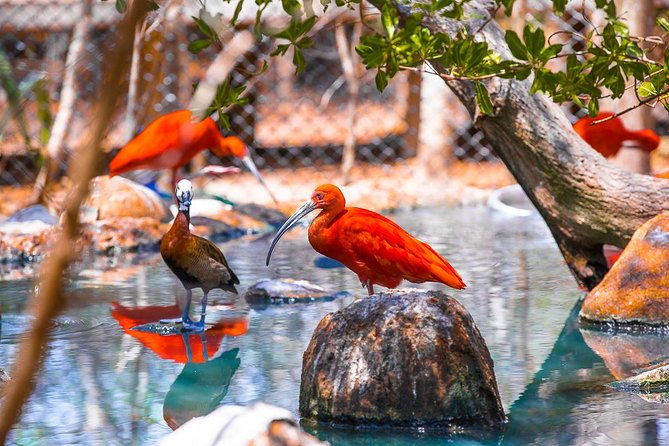 birdwatching-national-aviary-cartagena-de-indias