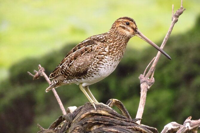 birdwatching-nature-photography-in-sumapaz-national-park