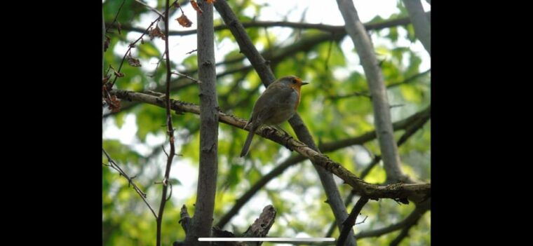 birdwatching-per-rickshaw
