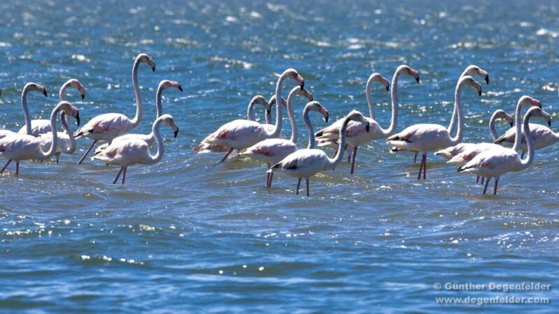 Birdwatching Solar Boat Tour Aveiro Lagon - Key Points