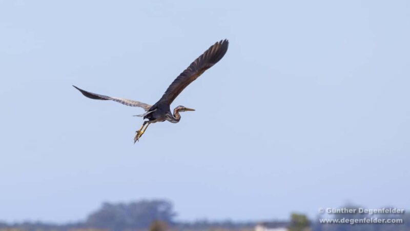 Birdwatching Solar Boat Tour Aveiro Lagon - What Is the Aveiro Lagon Birdwatching Tour?