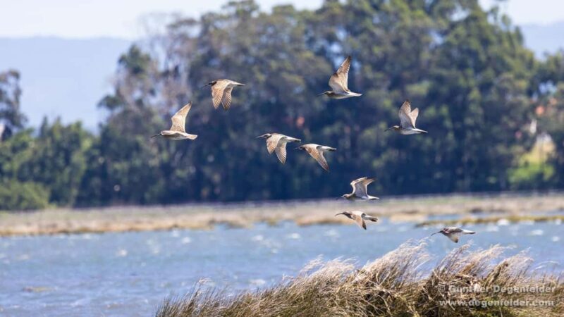 Birdwatching Solar Boat Tour Aveiro Lagon - Why This Tour Is a Great Choice