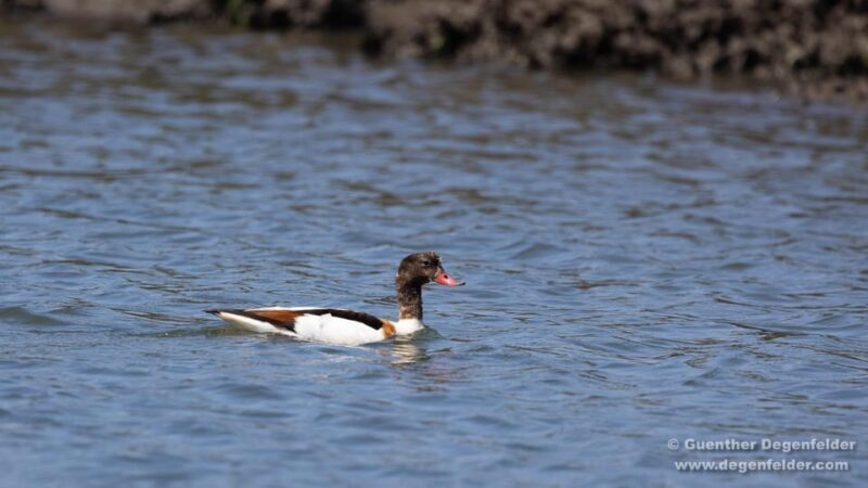 Birdwatching Solar Boat Tour Aveiro Lagon - What to Expect on the Day