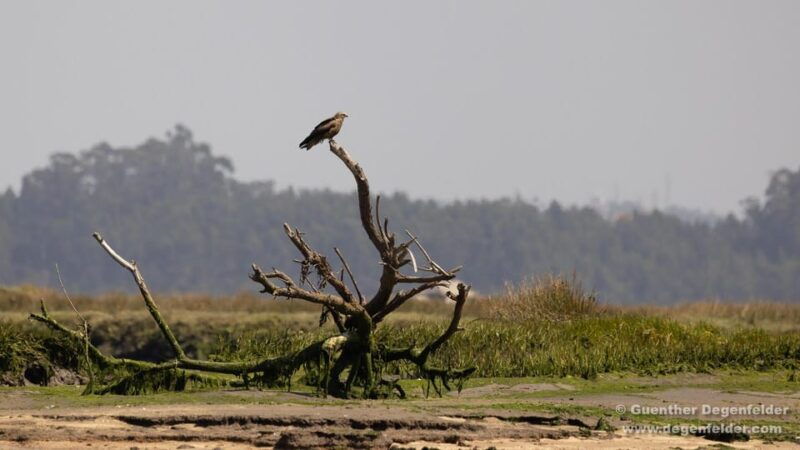 birdwatching-solar-boat-tour-aveiro-lagon