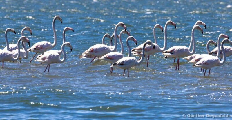 birdwatching-solar-boat-tour-aveiro-lagon