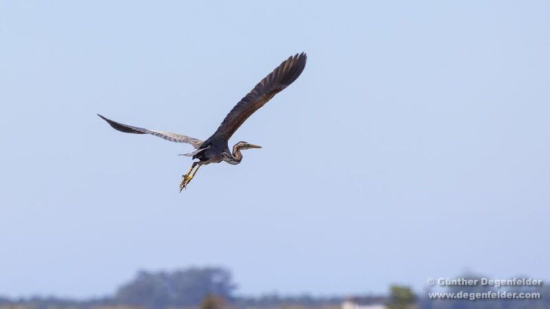 birdwatching-solar-boat-tour-aveiro-lagon