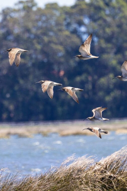 birdwatching-solar-boat-tour-aveiro-lagon